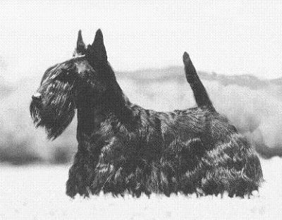 Breed Feature Photo - Unauthorised use prohibited!