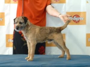 Breed Feature Photo - Unauthorised use prohibited!