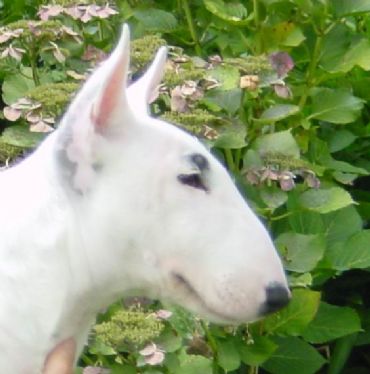 Breed Feature Photo - Unauthorised use prohibited!