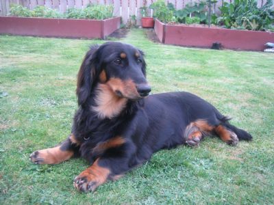 Breed Feature Photo - Unauthorised use prohibited!