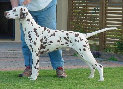 Breed Feature Photo - Unauthorised use prohibited!