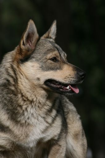 Breed Feature Photo - Unauthorised use prohibited!