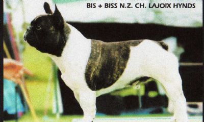 Breed Feature Photo - Unauthorised use prohibited!