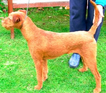Breed Feature Photo - Unauthorised use prohibited!