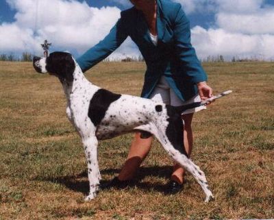 Breed Feature Photo - Unauthorised use prohibited!
