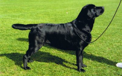 Breed Feature Photo - Unauthorised use prohibited!