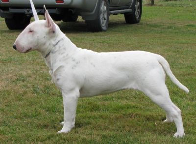 Breed Feature Photo - Unauthorised use prohibited!