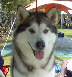Breed Feature Photo - Unauthorised use prohibited!