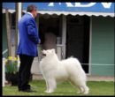 Click to see more details for this dog