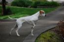 Click for more details of this dog