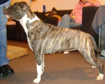Breed Feature Photo - Unauthorised use prohibited!