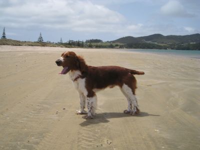 Breed Feature Photo - Unauthorised use prohibited!