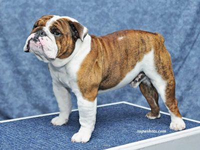 Breed Feature Photo - Unauthorised use prohibited!