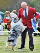Click for more details of this dog