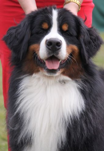 Breed Feature Photo - Unauthorised use prohibited!