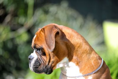 Breed Feature Photo - Unauthorised use prohibited!
