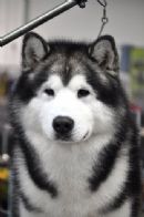 Click to see more details for this dog