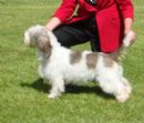 Click to see more details for this dog