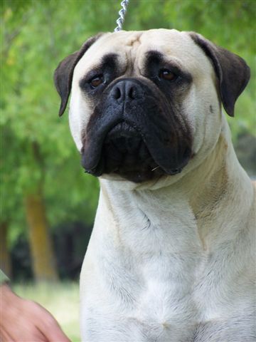 Breed Feature Photo - Unauthorised use prohibited!