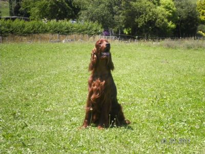 Breed Feature Photo - Unauthorised use prohibited!