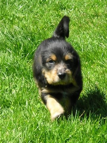 Breed Feature Photo - Unauthorised use prohibited!