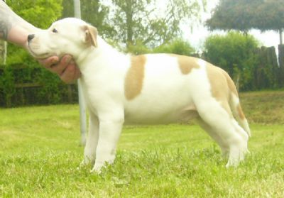 Breed Feature Photo - Unauthorised use prohibited!