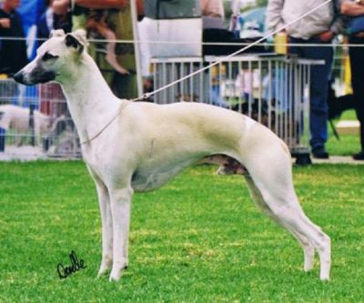 Breed Feature Photo - Unauthorised use prohibited!