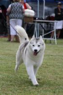 Click to see more details for this dog