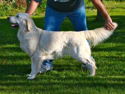 golden retriever show cut golden retriever profile of inniscroft cut golden retriever show cut golden retriever profile of inniscroft cut
