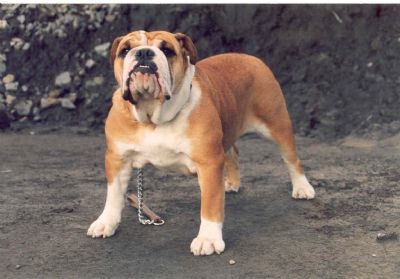 Breed Feature Photo - Unauthorised use prohibited!