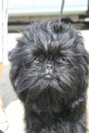 Click to see more details for this dog