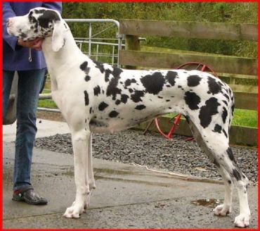 Breed Feature Photo - Unauthorised use prohibited!