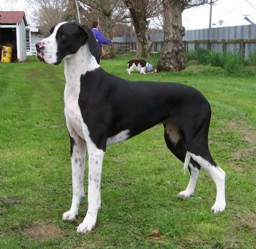 Breed Feature Photo - Unauthorised use prohibited!