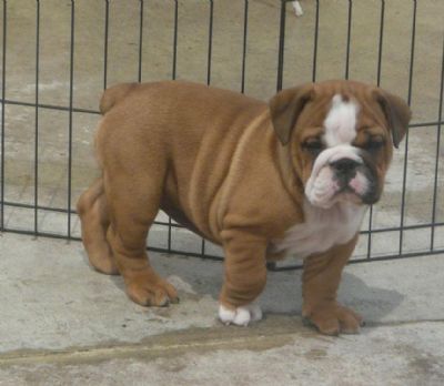 Breed Feature Photo - Unauthorised use prohibited!