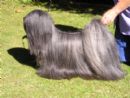 Click to see more details for this dog