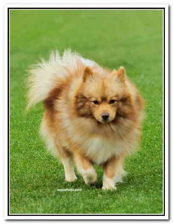 Breed Feature Photo - Unauthorised use prohibited!