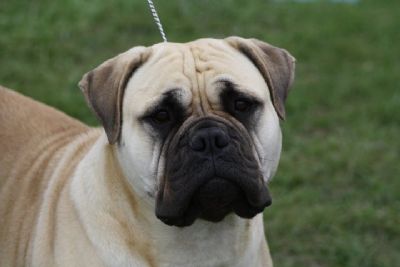 Breed Feature Photo - Unauthorised use prohibited!