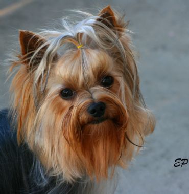Breed Feature Photo - Unauthorised use prohibited!