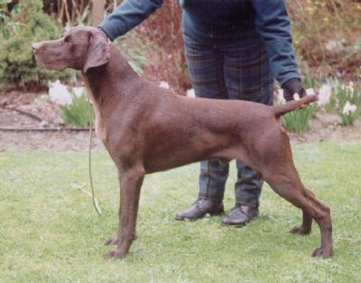 Breed Feature Photo - Unauthorised use prohibited!