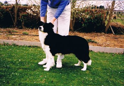 Breed Feature Photo - Unauthorised use prohibited!