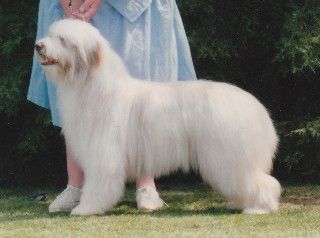 Breed Feature Photo - Unauthorised use prohibited!