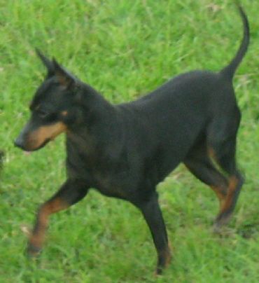 Breed Feature Photo - Unauthorised use prohibited!