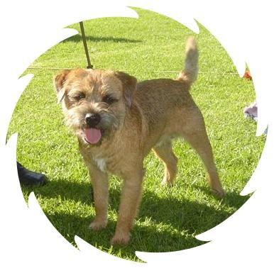 Breed Feature Photo - Unauthorised use prohibited!