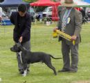 Click to see more details for this dog