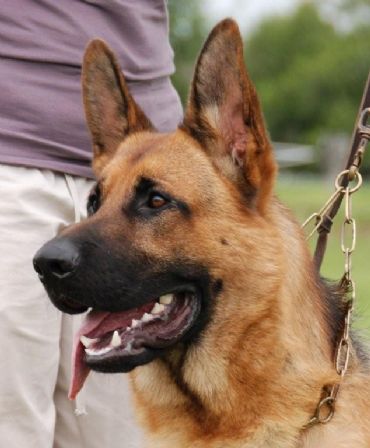 Breed Feature Photo - Unauthorised use prohibited!