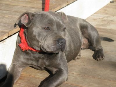 Breed Feature Photo - Unauthorised use prohibited!