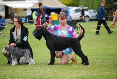 Breed Feature Photo - Unauthorised use prohibited!