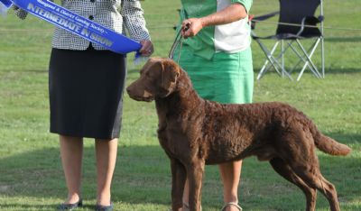 Breed Feature Photo - Unauthorised use prohibited!