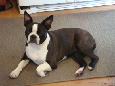 Breed Feature Photo - Unauthorised use prohibited!