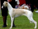 Click to see more details for this dog